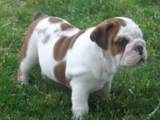 English Bulldog Pups