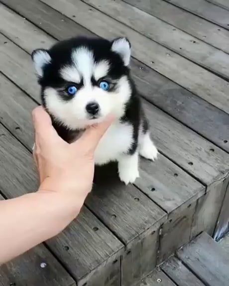 Cute Husky Puppies