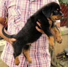 Rottweiler puppies