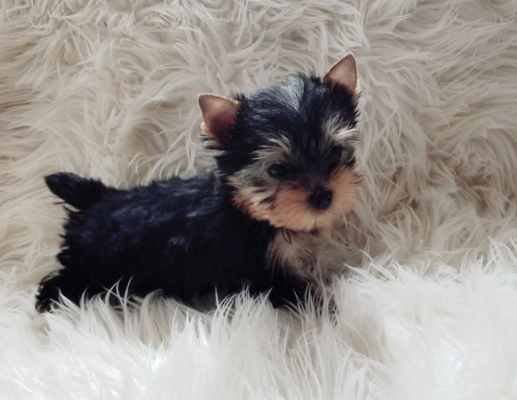  Teacup Yorkie Puppies Available