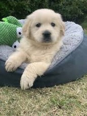 Beautiful Golden Retriever Puppies