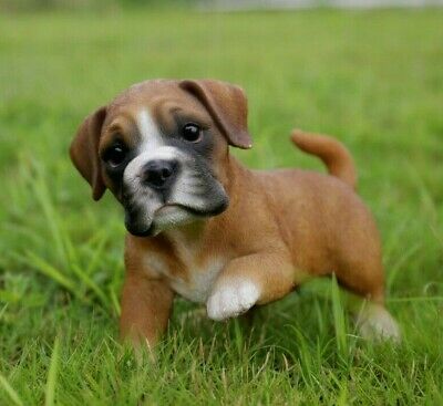 Cute Boxer Puppies