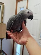 African Grey for Sale