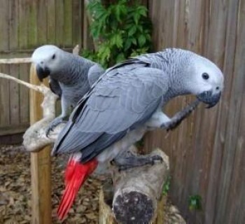 Pair of Talking African Grey parrots