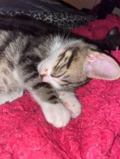 cute and adorable bengal kittens 