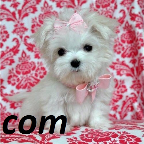 Registered Maltese Puppies