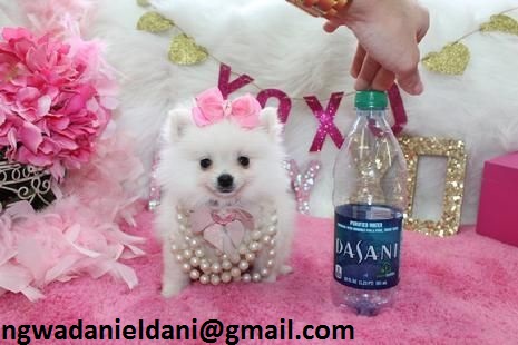 Available Maltese Puppies