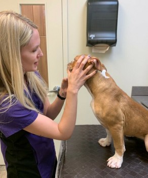 REGISTERED OLD ENGLISH BULLDOG