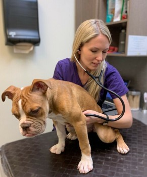 REGISTERED OLD ENGLISH BULLDOG