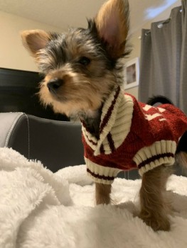 BABYDOLL LUXURY YORKIE