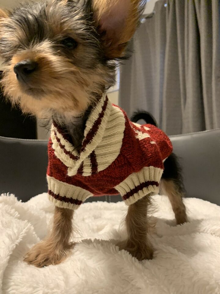 BABYDOLL LUXURY YORKIE