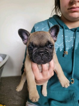 !!!!Gorgeous pug puppies for new home!!!