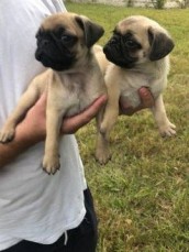 !!!!Gorgeous pug puppies for new home!!!