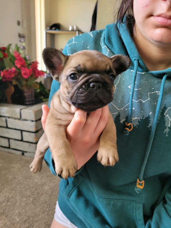 !!!!Gorgeous pug puppies for new home!!!