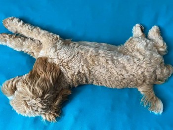 Mini 1GenB Cavoodle Puppies for Sale