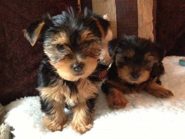 ♥Two Adorable Teacup Yorkie pups♥ 