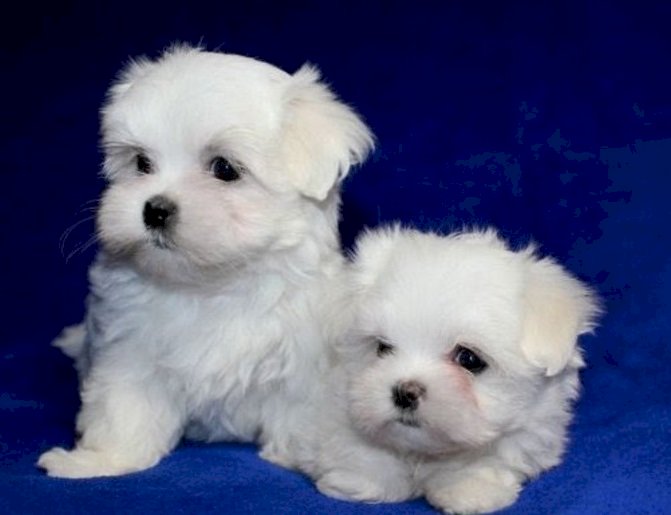 Two Top Class Maltese Puppies Available