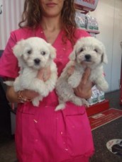 Two Top Class Maltese Puppies Available