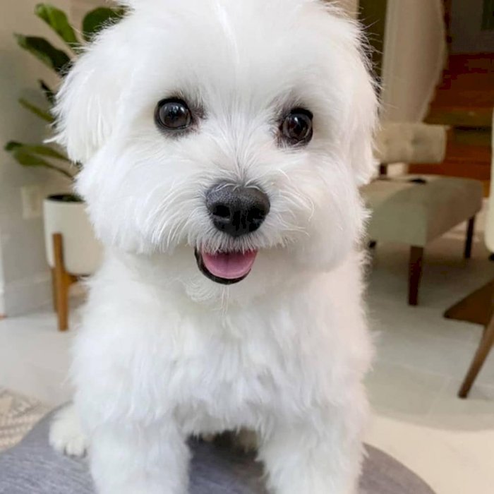 Two Top Class Maltese Puppies Available