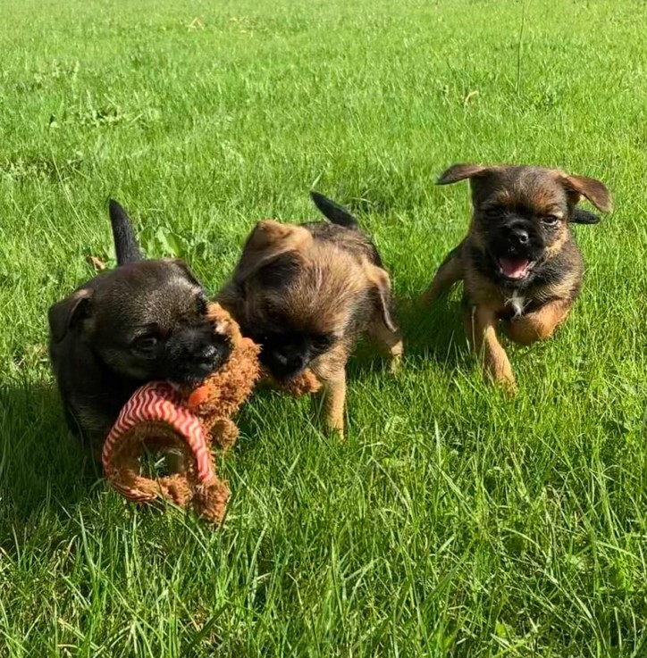 Beautiful Kc Border Terrier Puppies