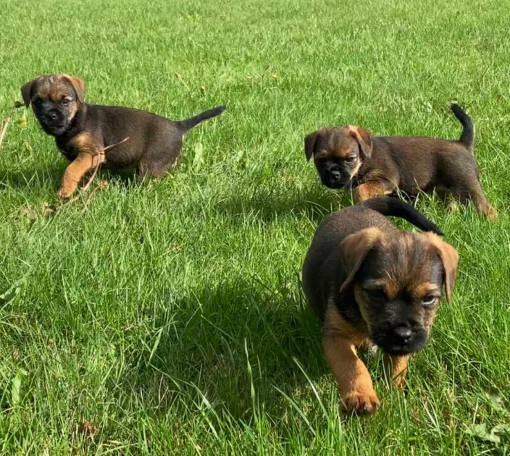 Beautiful Kc Border Terrier Puppies