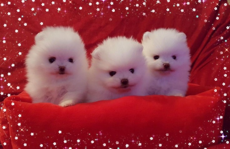 POMERANIAN PUPPIES AVAILABLE 