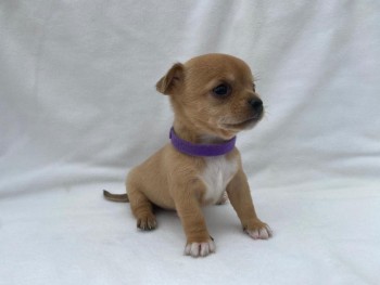 Adorable Chihuahua Puppies for sale 