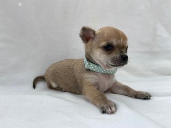 Adorable Chihuahua Puppies for sale 