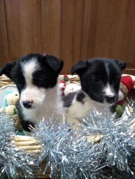 Border Collie Puppies 