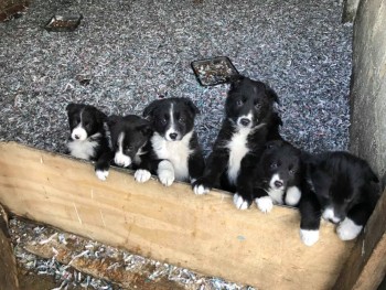 Border Collie Puppies 