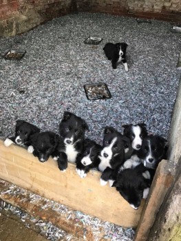 Border Collie Puppies 