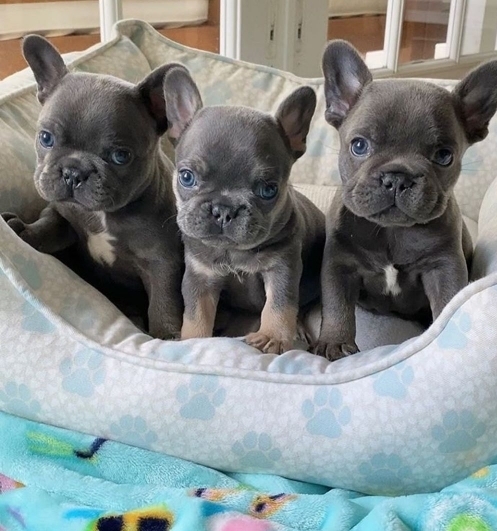 French Bulldogs Ready Now 