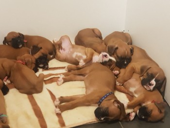 Adorable Boxer Puppies