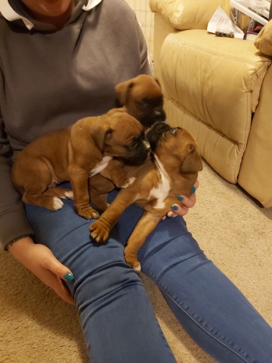 Adorable Boxer Puppies