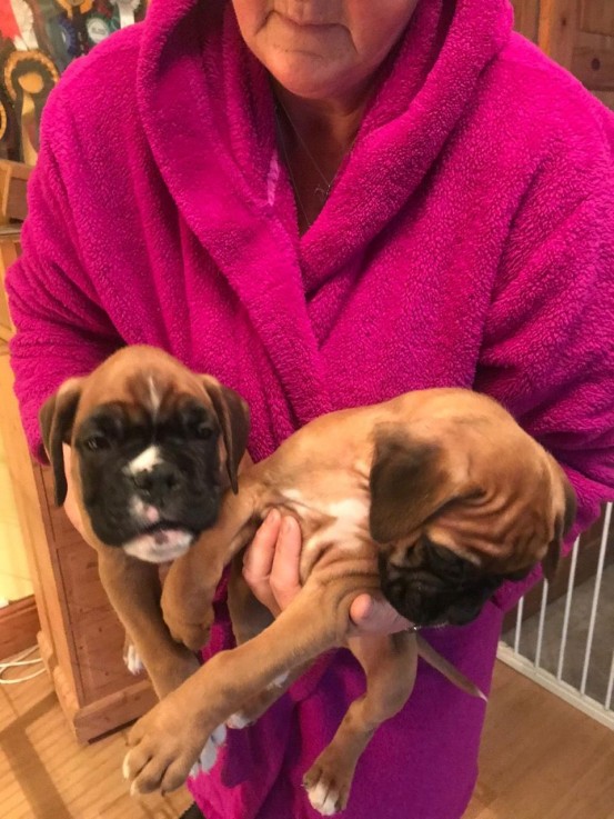 Adorable Boxer Puppies