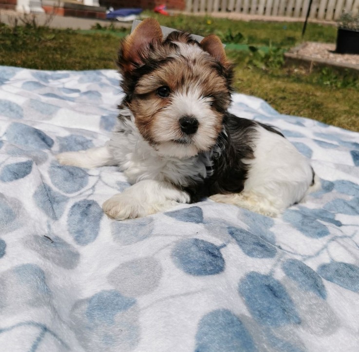 Yorkshire Terrier Puppies Ready Now