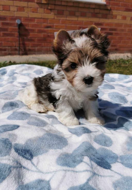 Yorkshire Terrier Puppies Ready Now