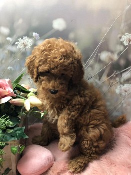 Toy Poodle Puppies for sale 