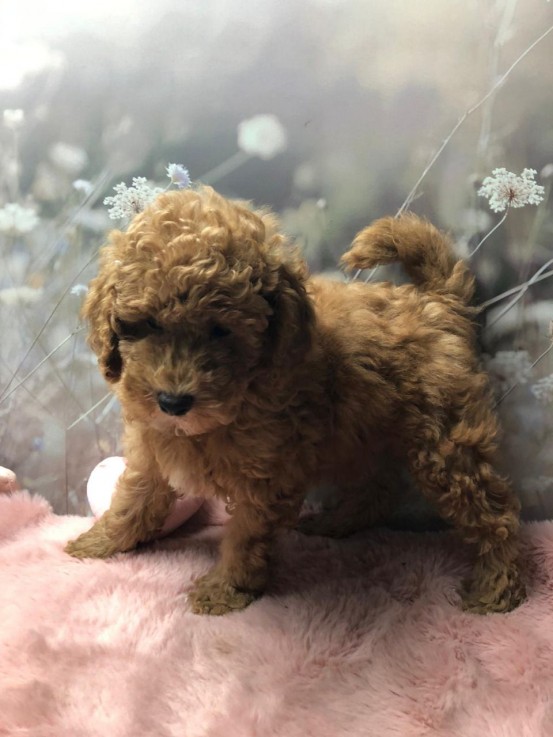 Toy Poodle Puppies for sale 