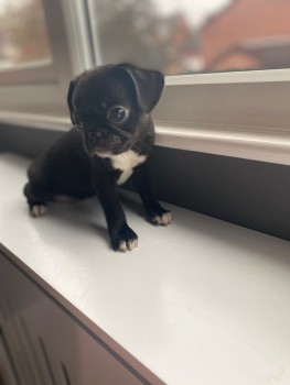 Lovely And Beautiful  Panda Pug Puppys