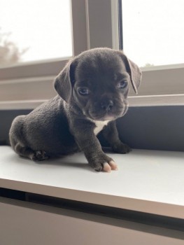 Lovely And Beautiful  Panda Pug Puppys