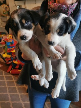 Excellent Border Collie Puppies Now avai