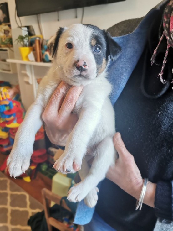 Excellent Border Collie Puppies Now avai