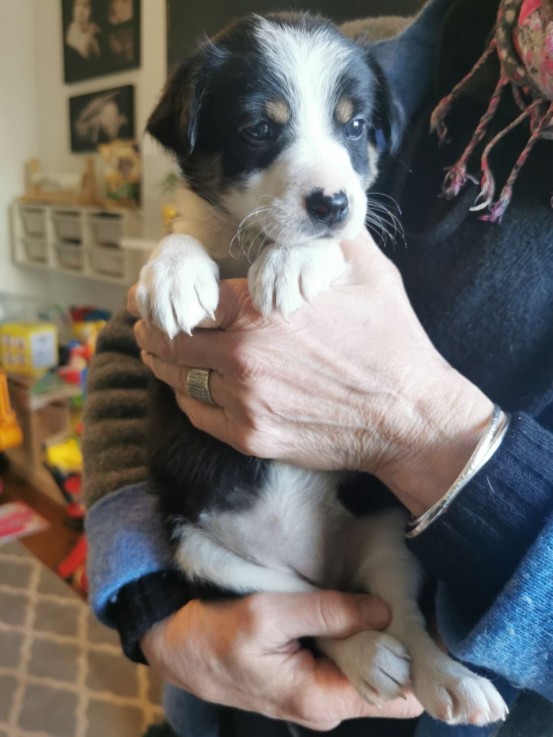 Excellent Border Collie Puppies Now avai