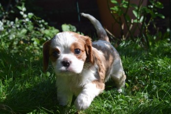 Cavalier King Charles  Pups for Sale