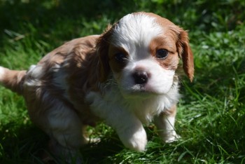 Cavalier King Charles  Pups for Sale