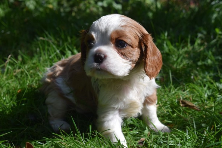 Cavalier King Charles  Pups for Sale