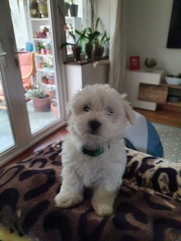 Home Raised Maltese Puppies Available No