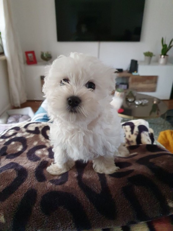 Home Raised Maltese Puppies Available No