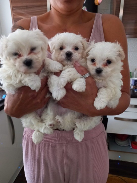 Home Raised Maltese Puppies Available No